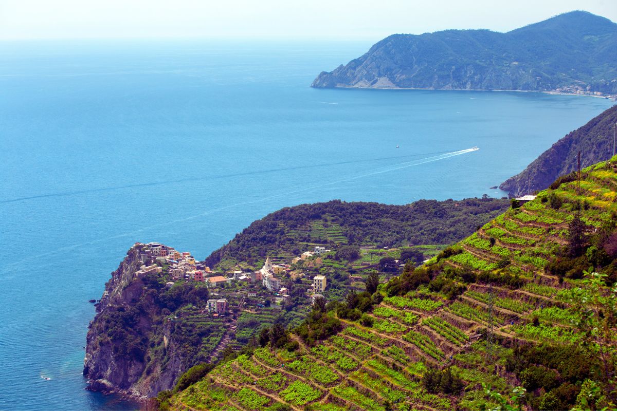 Terrasserte vinmarker som stiger opp fra Manarola med havet i bakgrunnen.