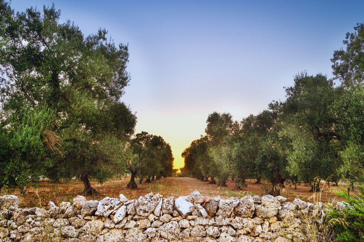 Olivenlund i Puglia med gamle trær og steingjerde ved solnedgang – typisk landskap fra Sør-Italia
