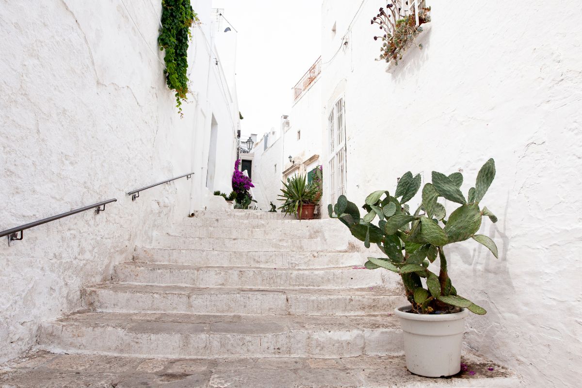 Smalt smug i Ostuni med hvitkalkede vegger, trapper og kaktus – typisk søritaliensk stemning i Puglia.